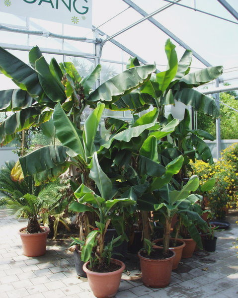 Mietpflanzen Shop - Blumenland Schweiz