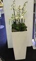 3 orchids at stepped heights, in high-gloss fine container 75x40x40cm