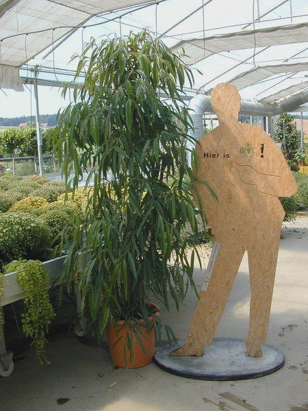 Ficus Longifolia Narrow Leaf Fig Home Of Houseplants Ficus Longifolia Narrow Leaf Fig Home Of Houseplants