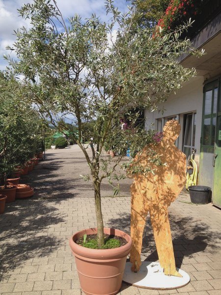 Mietpflanzen Shop - Blumenland Schweiz