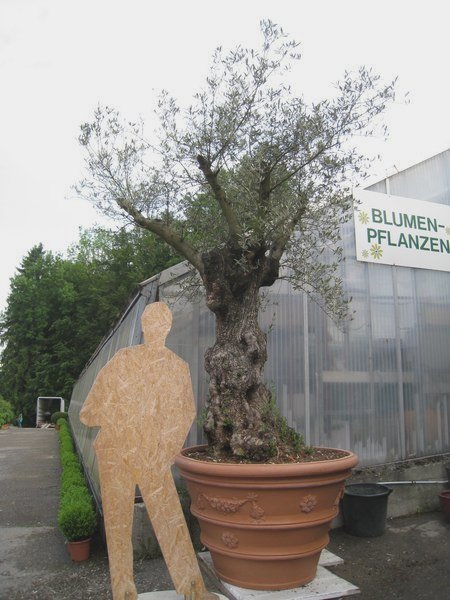 Mietpflanzen Shop - Blumenland Schweiz